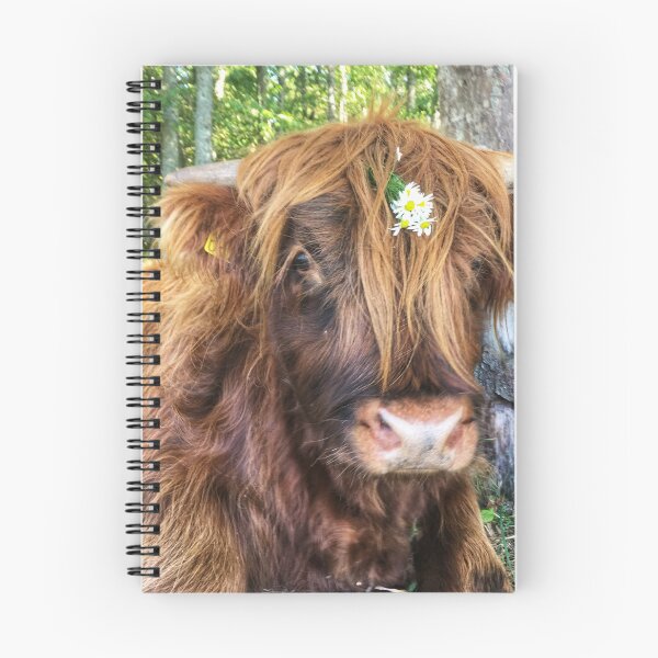 Item preview, Scottish Highland Cattle Calf 2097 designed and sold by SaarelaHighland.