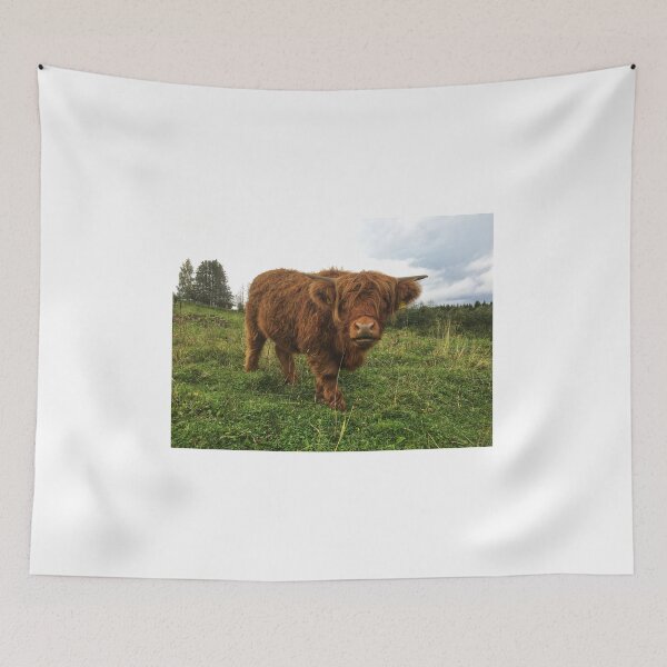 Item preview, Scottish Highland Cattle Calf 2101 designed and sold by SaarelaHighland.
