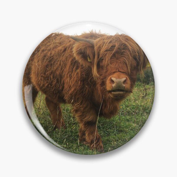 Item preview, Scottish Highland Cattle Calf 2101 designed and sold by SaarelaHighland.