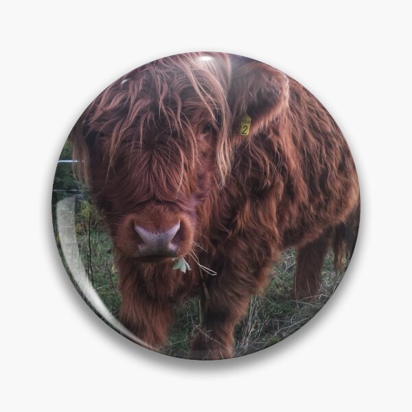 Item preview, Scottish Highland Cattle Calf 2104 designed and sold by SaarelaHighland.