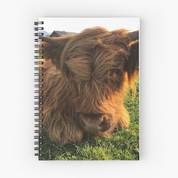 Item preview, Scottish Highland Cattle Calf 2106 designed and sold by SaarelaHighland.
