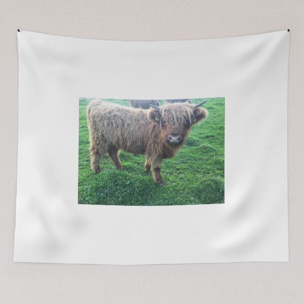 Item preview, Scottish Highland Cattle Calf 2107 designed and sold by SaarelaHighland.