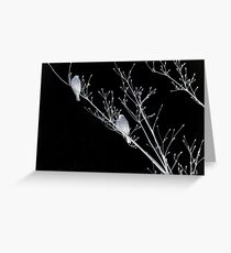NightBirds Song Greeting Card