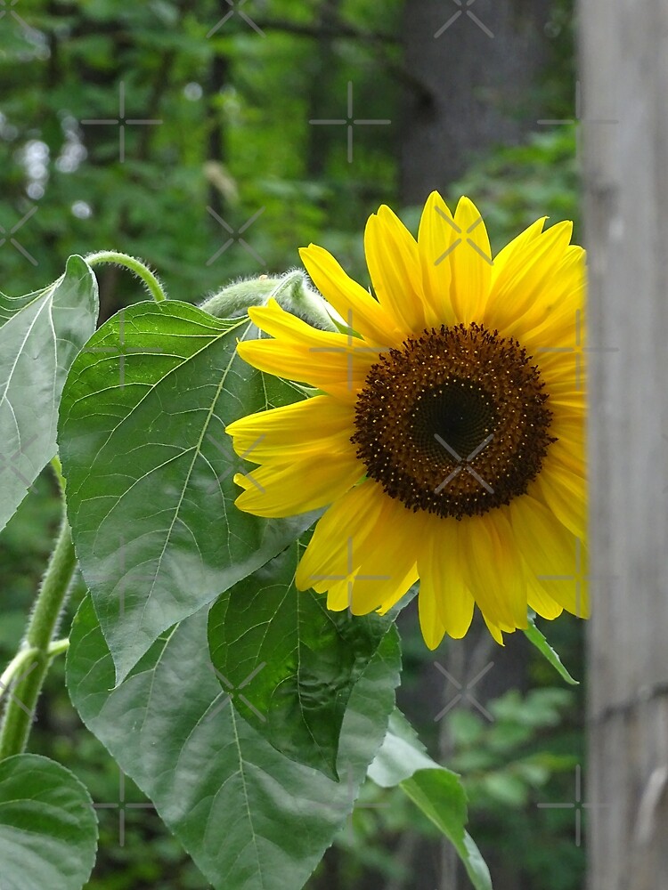 Sunflower by PicsByMi