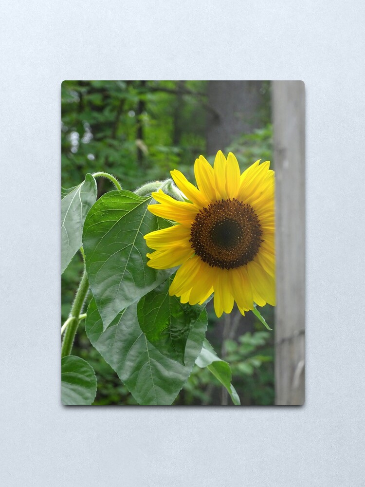 Alternate view of Sunflower Metal Print
