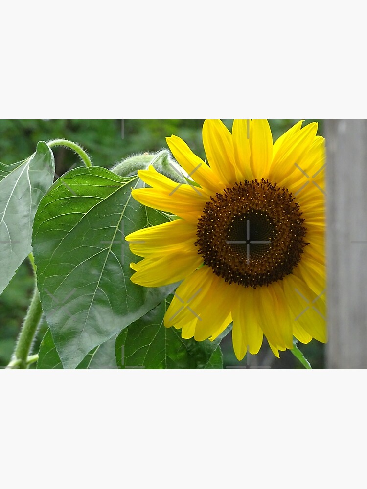 Sunflower by PicsByMi