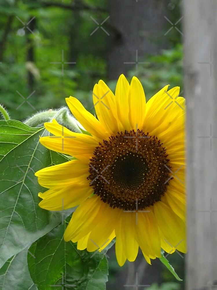 Sunflower by PicsByMi