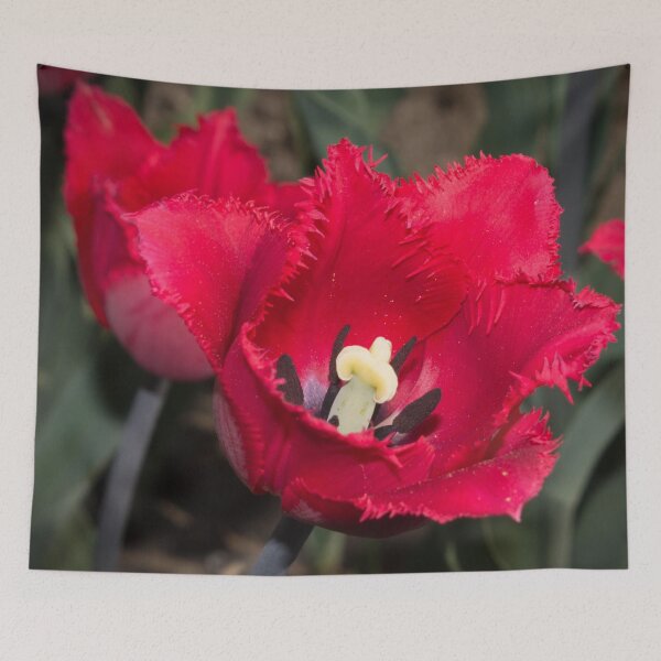 Item preview, red flowers tulips close up photo designed and sold by nataliavavilina.