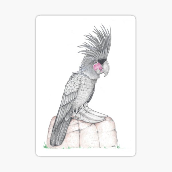 Item preview, Palm Cockatoo in Knight shoes designed and sold by JimsBirds.
