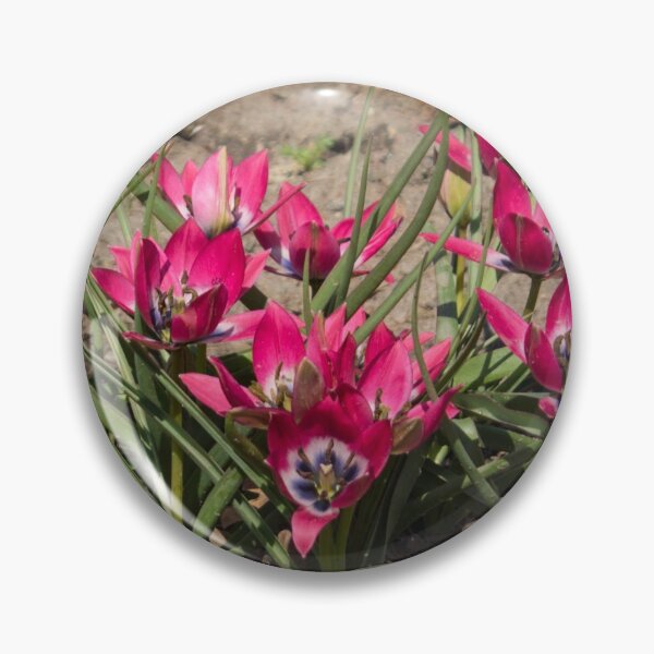 Item preview, pink and white crocus flowers grow on the ground designed and sold by nataliavavilina.