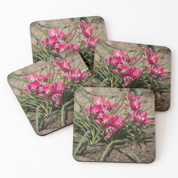 Item preview, pink and white crocus flowers grow on the ground designed and sold by nataliavavilina.