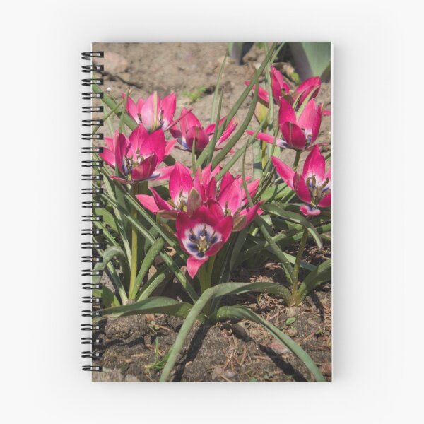 Item preview, pink and white crocus flowers grow on the ground designed and sold by nataliavavilina.