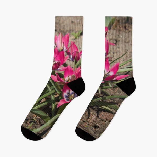 Item preview, pink and white crocus flowers grow on the ground designed and sold by nataliavavilina.