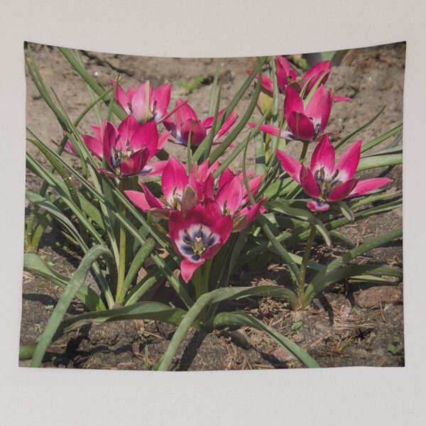 Item preview, pink and white crocus flowers grow on the ground designed and sold by nataliavavilina.