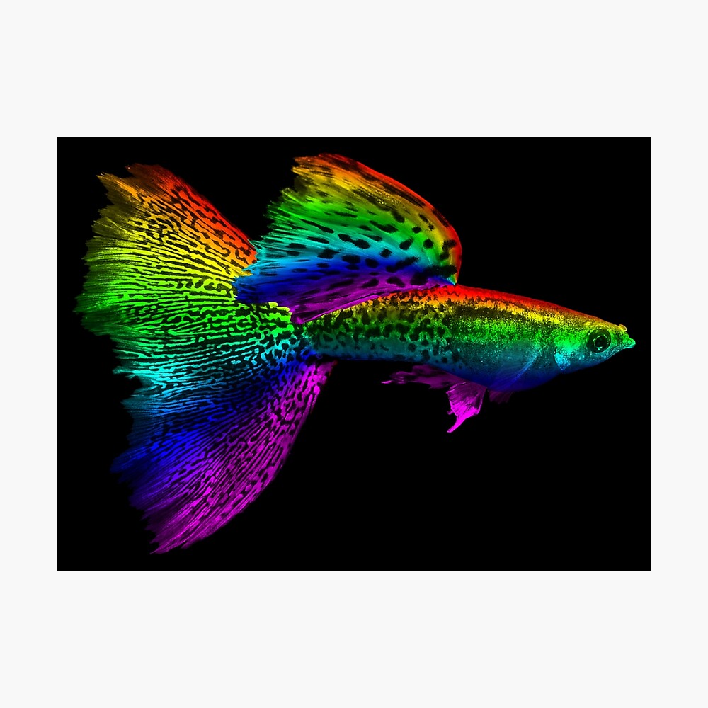 rainbow guppies for sale