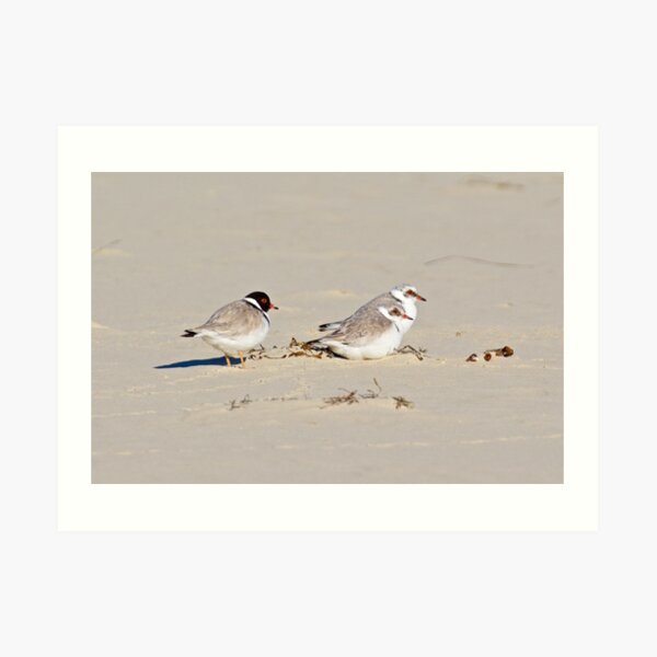 SHOREBIRD ~ Hooded Plover McNRvUjj by David Irwin Art Print