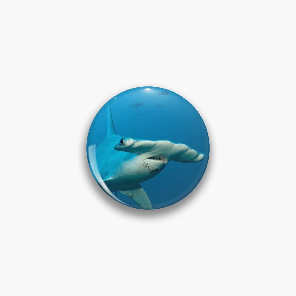 Discover Shark Ahead | Pin