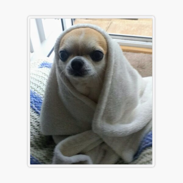 wrapping chihuahua in blanket｜TikTok-sökning