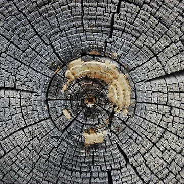 Artwork thumbnail, Tree Pattern by kxry