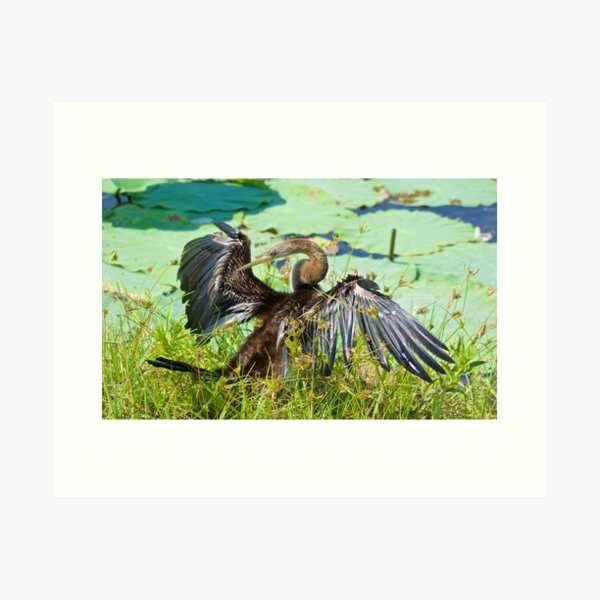NT ~ MARINE BIRD ~ Australasian Darter YU6QPCY4 by David Irwin 15012021 Art Print