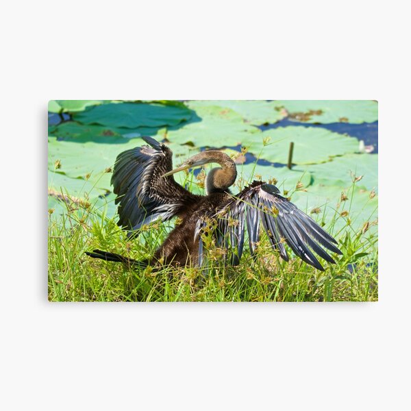NT ~ MARINE BIRD ~ Australasian Darter YU6QPCY4 by David Irwin 15012021 Canvas Print
