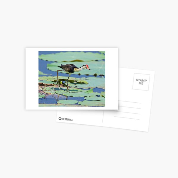NT ~ JACANA ~ Comb-crested Jacana by David Irwin 15012021 Postcard