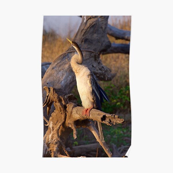 NT ~ MARINE BIRD ~ Australasian Darter NCCQLU9B by David Irwin 15012021 Poster