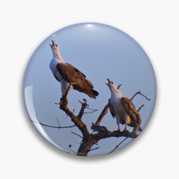 NT ~ RAPTOR ~ White-bellied Sea-Eagle by David Irwin 15012021 Pin