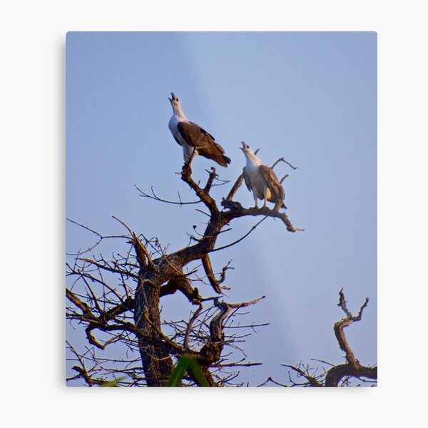 NT ~ RAPTOR ~ White-bellied Sea-Eagle M2VRBM3A4 by David Irwin 15012021 Metal Print