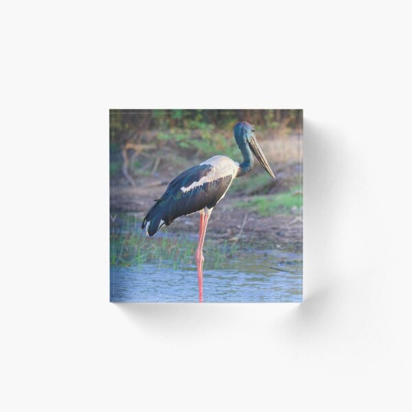 NT ~ STORK ~ Jabiru by David Irwin 15012021 Acrylic Block