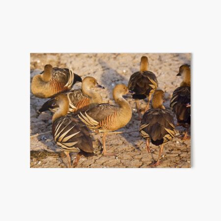 NT ~ WATERFOWL ~ Plumed Whistling Duck by David Irwin 15012021 Art Board Print
