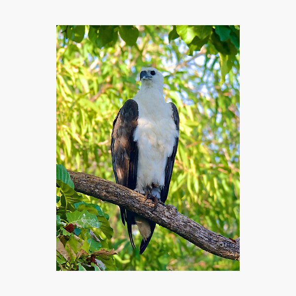 NT ~ RAPTOR ~ White-bellied Sea-Eagle MxVRBM3A4  by David Irwin  Photographic Print