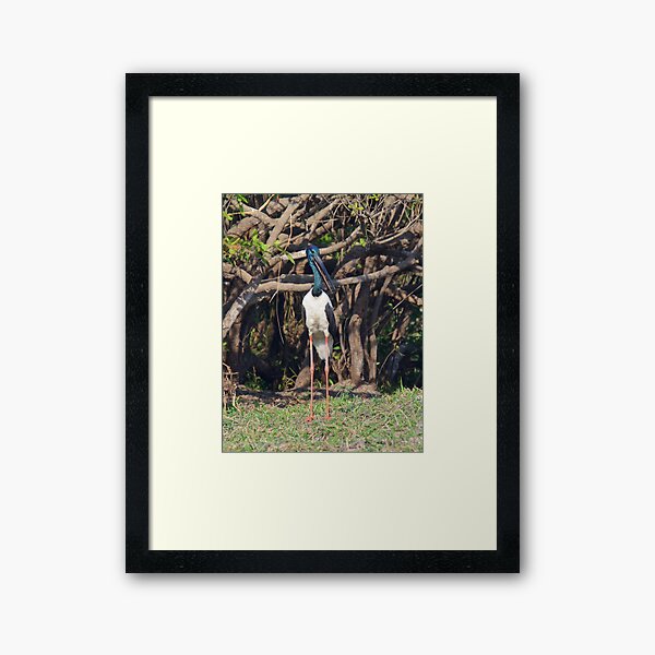 NT ~ STORK ~ Jabiru by David Irwin 15012021 Framed Art Print