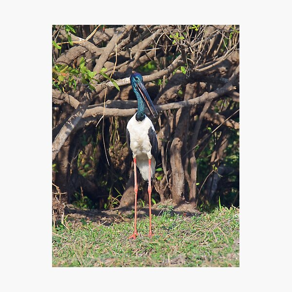 NT ~ STORK ~ Black-necked Stork ~ Jabiru gJVx7uZG by David Irwin 15012021 Photographic Print