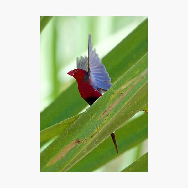 NT ~ FINCH ~ Crimson Finch rz3V6EmX by David Irwin 15012021 Photographic Print