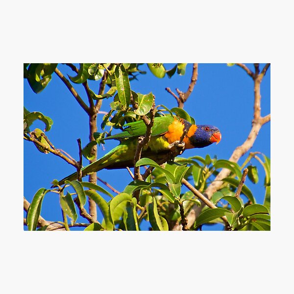 NT ~ PARROT ~ Red-collared Lorikeet BZ9KN5jt by David Irwin 15012021 Photographic Print