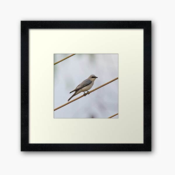 NT ~ CUCKOOSHRIKE ~White-bellied Cuckooshrike H46BFP3S by David Irwin 15012021 Framed Art Print