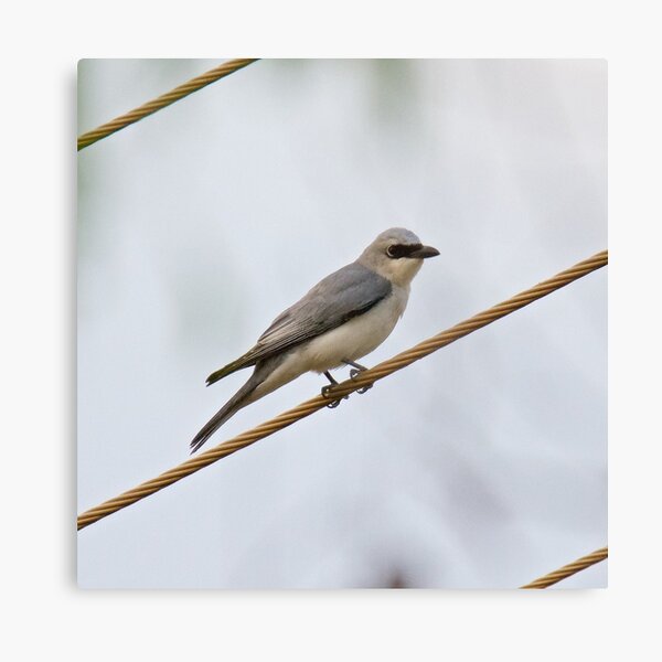 NT ~ CUCKOOSHRIKE ~White-bellied Cuckooshrike H46BFP3S by David Irwin 15012021 Canvas Print