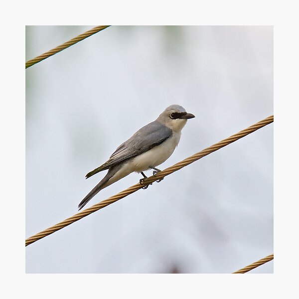 NT ~ CUCKOOSHRIKE ~White-bellied Cuckooshrike H46BFP3S by David Irwin 15012021 Photographic Print