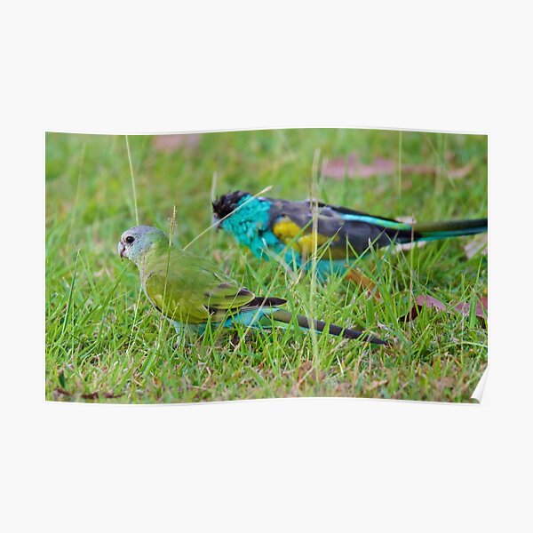 NT ~ PARROT ~ Hooded Parrot by David Irwin 15012021 Poster
