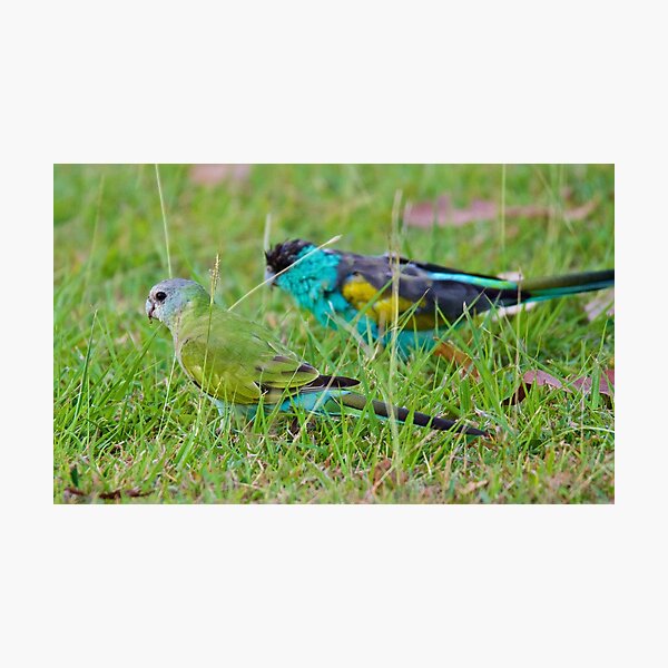 NT ~ PARROT ~ Hooded Parrot EmG5sdPF by David Irwin 15012021 Photographic Print