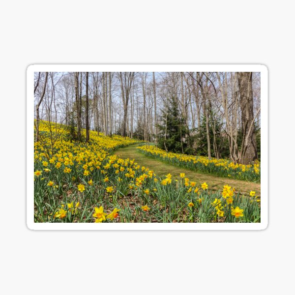 Path Through the Daffodils Sticker