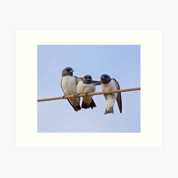 NT ~ SWALLOW ~ White-breasted Woodswallow YNW2KSGZ by David Irwin 15012021 Art Print