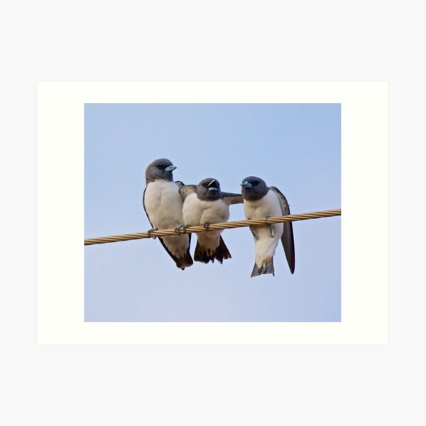 NT ~ SWALLOW ~ White-breasted Woodswallow YNW2KSGZ by David Irwin 15012021 Art Print