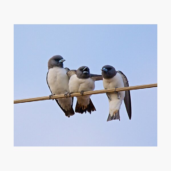 NT ~ SWALLOW ~ White-breasted Woodswallow YNW2KSGZ by David Irwin 15012021 Photographic Print