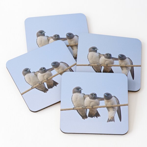 NT ~ SWALLOW ~ White-breasted Woodswallow YNW2KSGZ by David Irwin 15012021 Coasters (Set of 4)