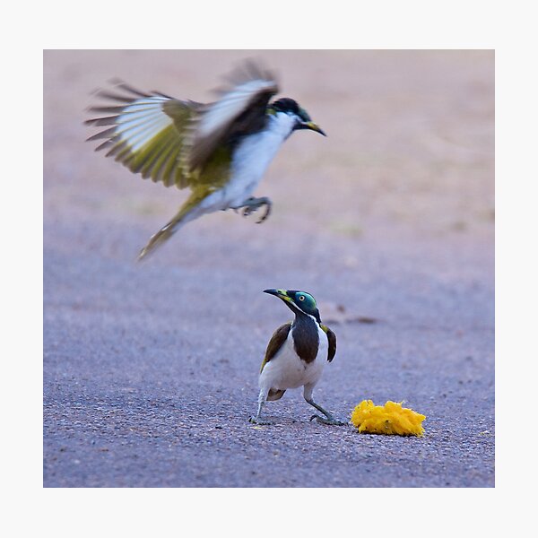 NT ~ HONEYEATER ~ Blue-faced Honeyeater Re2EVCMh by David Irwin 15012021 Photographic Print