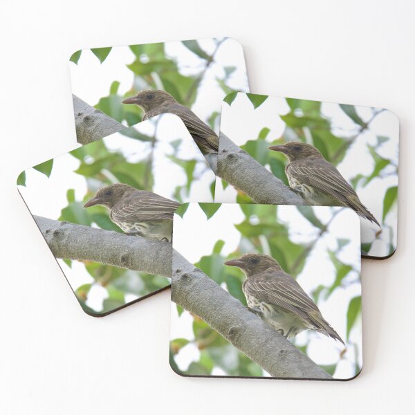 Item preview, NT ~ FIGBIRD ~ Australasian Figbird nmGqHBdd Juvenile by David Irwin 15012021 designed and sold by tasmanianartist.