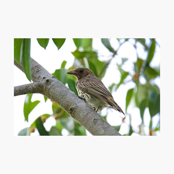 NT ~ FIGBIRD ~ Australasian Figbird nmGqHBdd Juvenile by David Irwin 15012021 Photographic Print