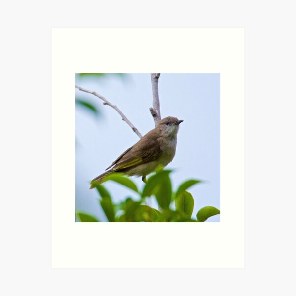 NT ~ HONEYEATER ~ Rufus-banded Honeyeater zbRsAeMN Juvenile by David Irwin 15012021 Art Print